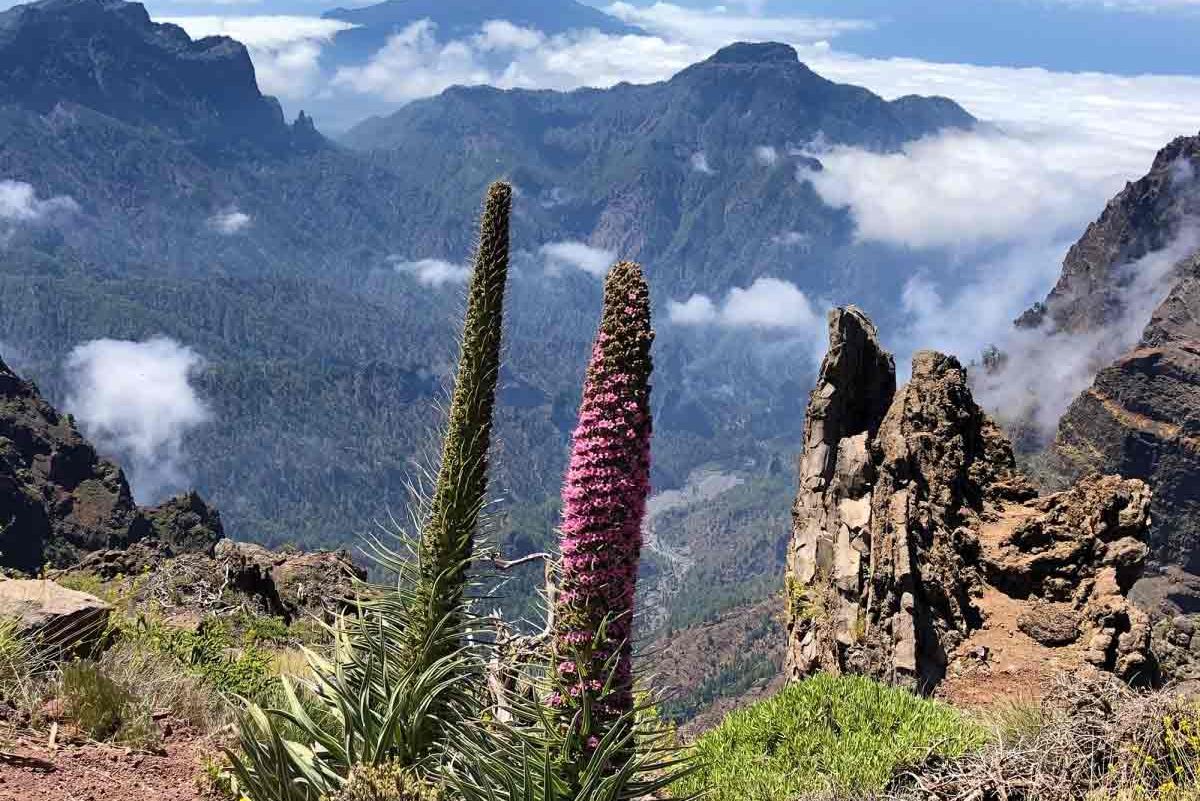 Tajinastes en el Roque de Los Muchachos de La Palma
