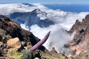 Tajinastes Ecchium wildprettii en el Roque de los Muchachos La Palma
