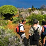 Rutas de senderismo en La Palma por los dragos de Las Tricias