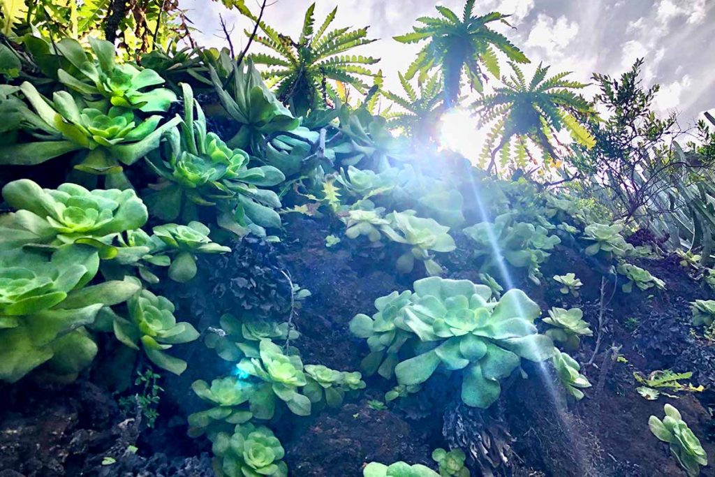 Bejeques plantas autoctonas de La Palma